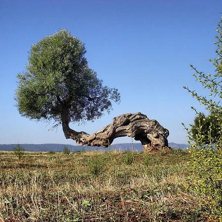 Casa Campari 公寓 *